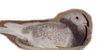 Bricoux - Standardvogel Barbarossa